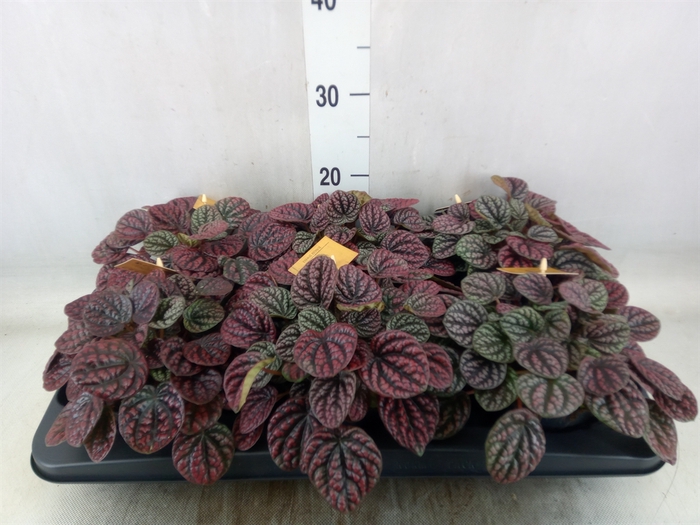 <h4>Peperomia</h4>