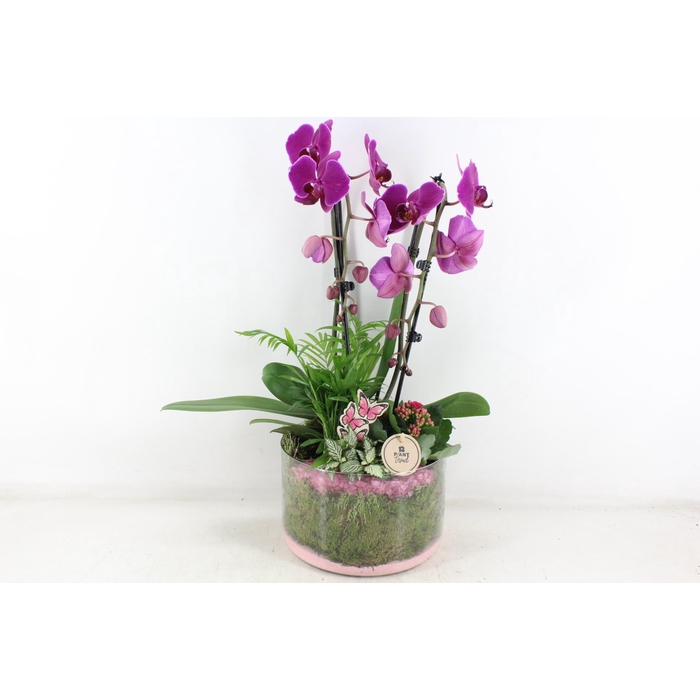 <h4>Arr2 Pl - Glas Cilinder Phal. Lila</h4>