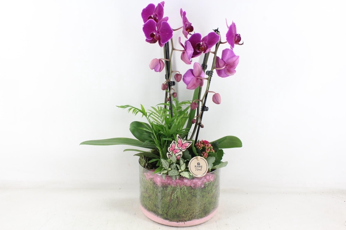 <h4>arr2 PL - Glas cilinder phal. lila</h4>