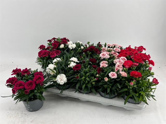 <h4>DIANTHUS MIX P10.5</h4>