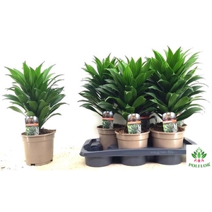 Dracaena Compacta 17Ø 40cm 1pp