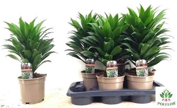 Dracaena Compacta 17Ø 40cm 1pp