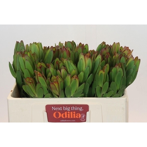 LEUCAD SAF GOLDSTRIK