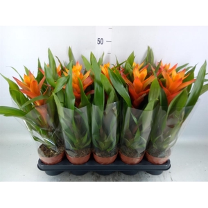 Guzmania  'Variada'