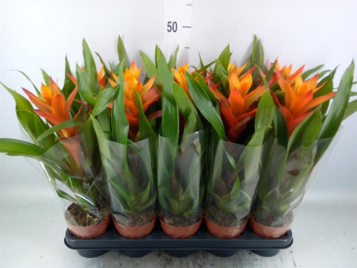 <h4>Guzmania  'Variada'</h4>