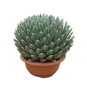 Agave victoriae-reginae