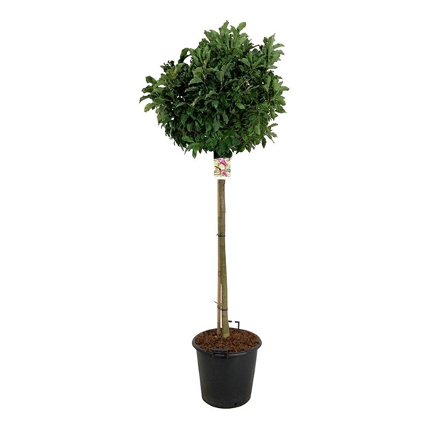 <h4>Magnolia 'Susan'</h4>