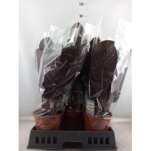 Calathea   ...