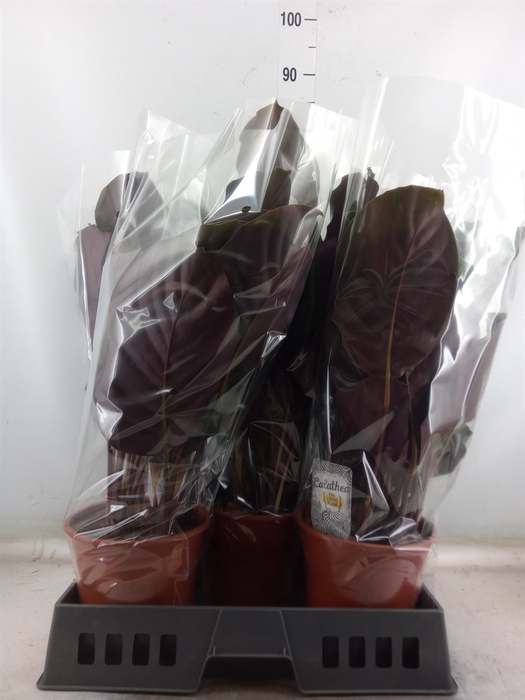<h4>Calathea   ...</h4>