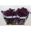 Anigozanthos Bush Merlot