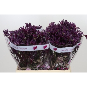 Anigozanthos Bush Merlot
