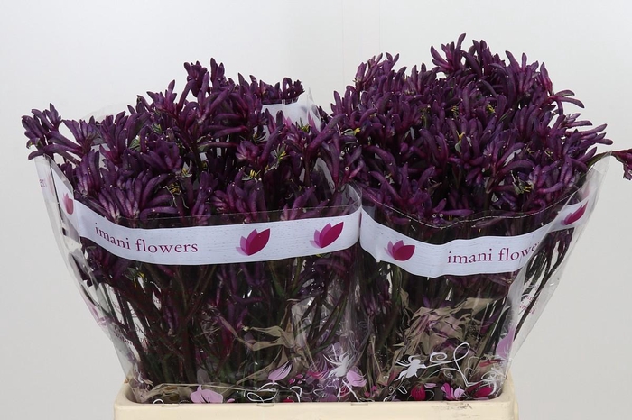 Anigozanthos Bush Merlot