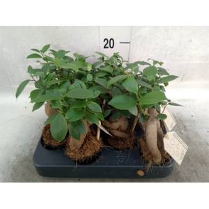 Ficus microcarpa 'Ginseng'