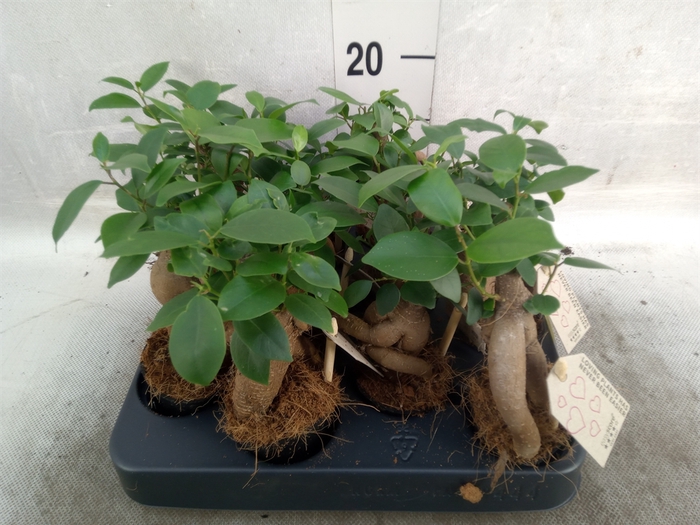 <h4>Ficus microcarpa 'Ginseng'</h4>