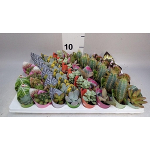 Cactus   ...mix