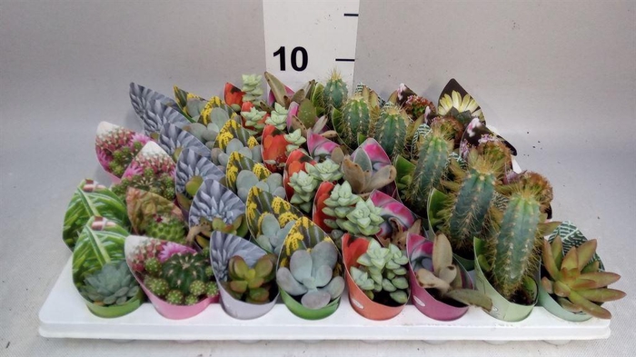 <h4>Cactus   ...mix</h4>