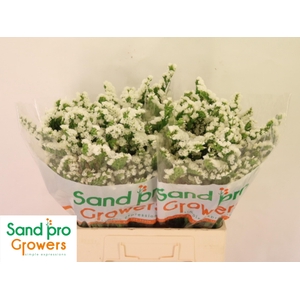 LIM S GLACIER TROPHY