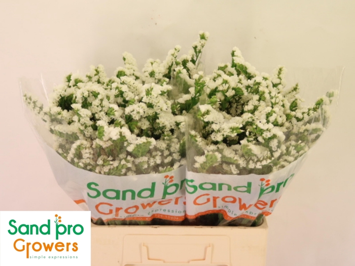 <h4>LIM S GLACIER TROPHY</h4>