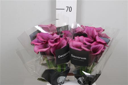 <h4>Zant Durban</h4>