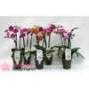 PHAL GEM