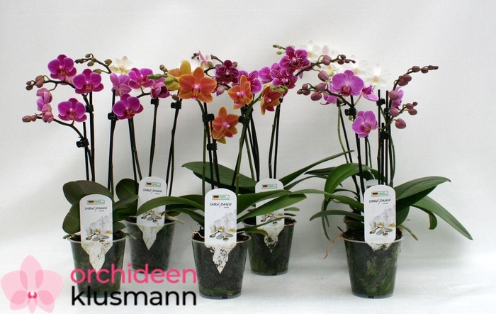 PHAL GEM