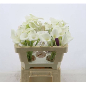 Zantedeschia white art