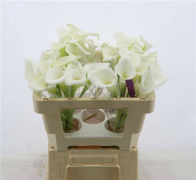 <h4>Zantedeschia white art</h4>