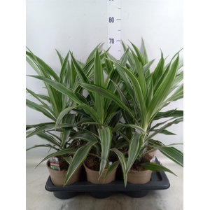 Dracaena fr de 'Warneckei'