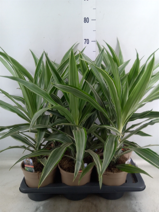 <h4>Dracaena fr de 'Warneckei'</h4>