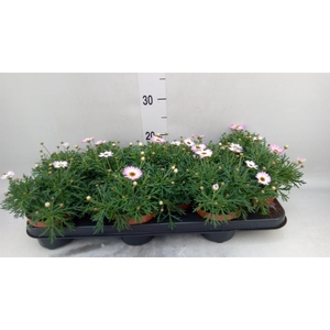 Argyranthemum  'La Rita Pink'
