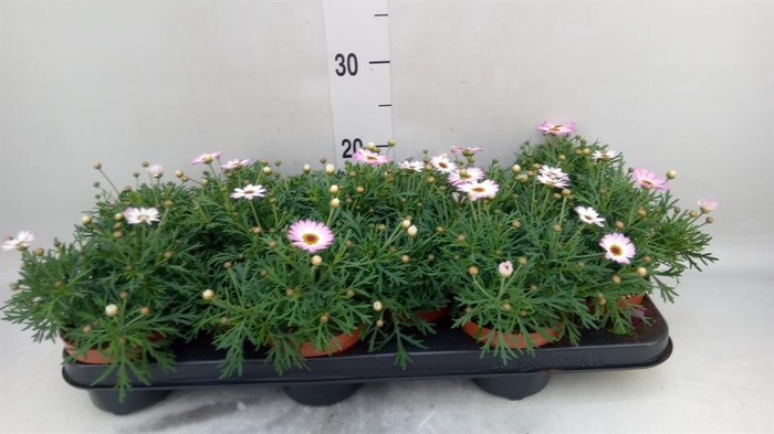 <h4>Argyranthemum  'La Rita Pink'</h4>