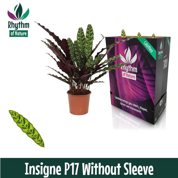<h4>Calathea lancifolia</h4>