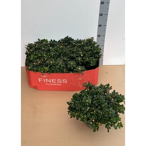 RHODO SI MEVR GERARD