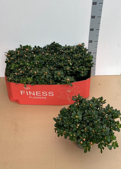 <h4>RHODO SI MEVR GERARD</h4>