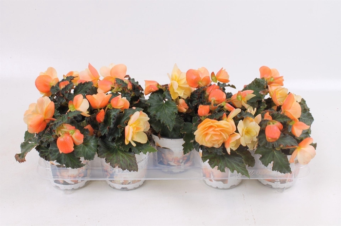 <h4>Begonia tuber. 'Fragrant FallPeach'</h4>
