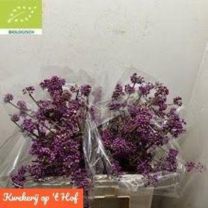 <h4>CALLICARPA BOD PROFU</h4>
