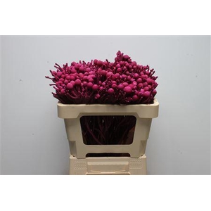 Kaaps Brunia Silver Erica