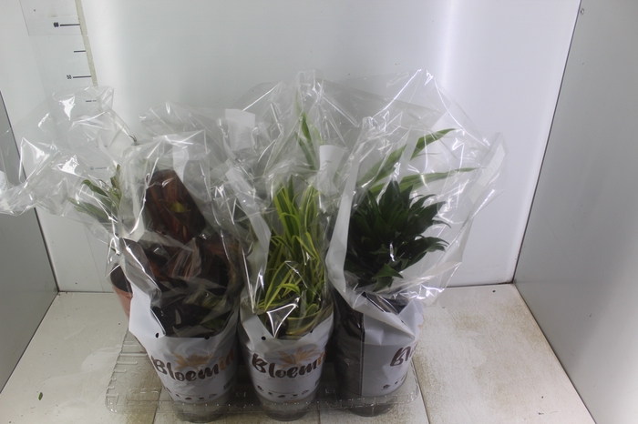 <h4>DRACENA VARIADA P17</h4>