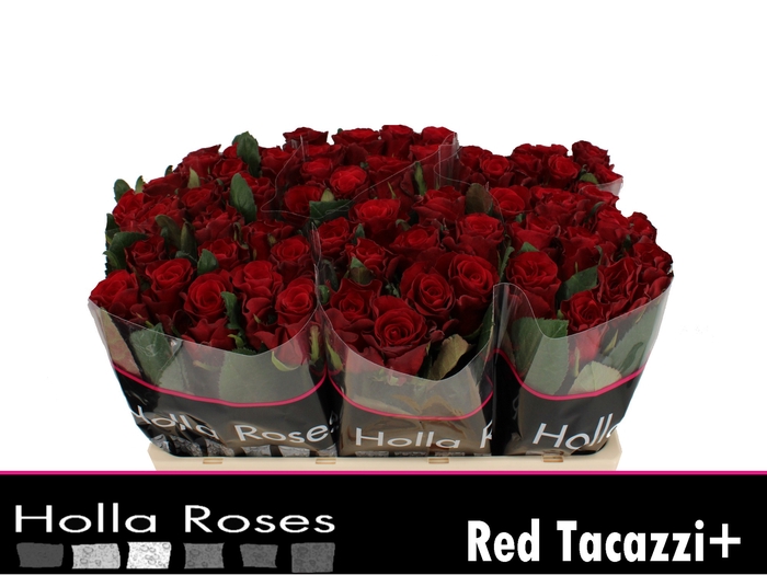 R GR RED TACAZZI+