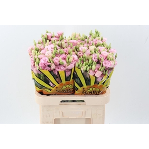 Eus G Lisanne L Pink