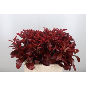 Photinia Red Robin