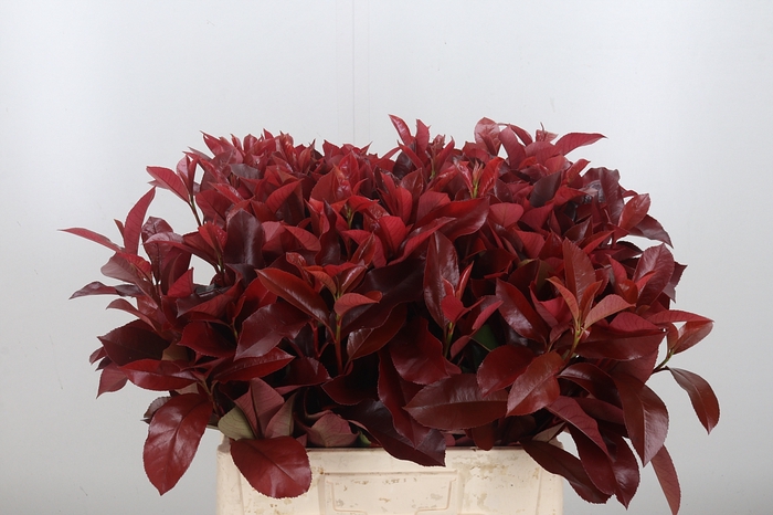 Photinia Red Robin