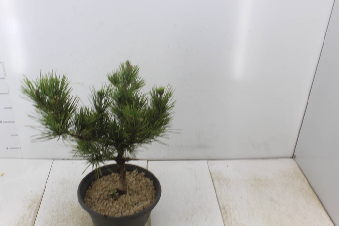 <h4>BONSAI JOVEM 6/10 ANOS JARDINEIRA 1.1L</h4>