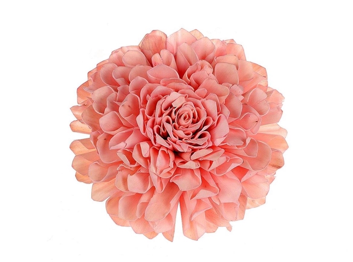 <h4>Deco Flower Peach Head Zinnia 1pc D25 X1</h4>