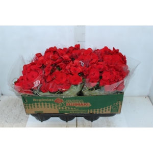 BEGONIA BALADIN P15