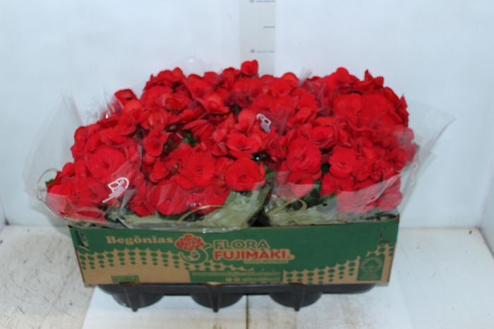 <h4>BEGONIA BALADIN P15</h4>