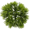 Dianthus Br Kiwi Mellow
