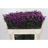 Aster Baby Pink