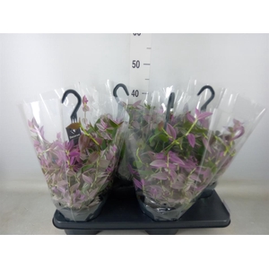 Tradescantia flum. 'Pink Hill'