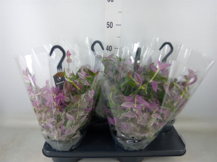 <h4>Tradescantia flum. 'Pink Hill'</h4>